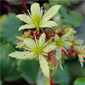 Saxifraga Fortunei 'Blackberry And Apple'